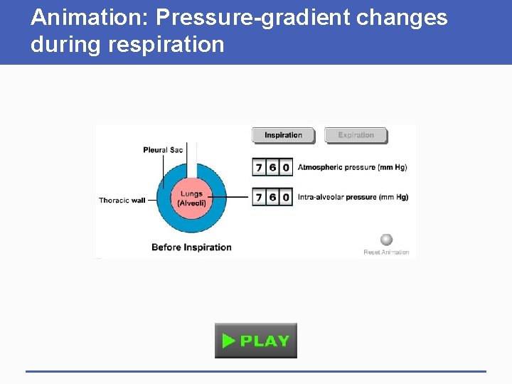 Animation: Pressure-gradient changes during respiration 