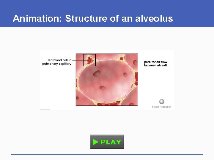 Animation: Structure of an alveolus 