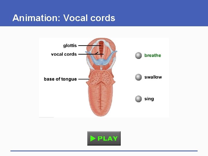 Animation: Vocal cords 