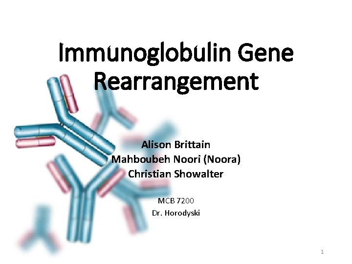 Immunoglobulin Gene Rearrangement Alison Brittain Mahboubeh Noori (Noora) Christian Showalter MCB 7200 Dr. Horodyski