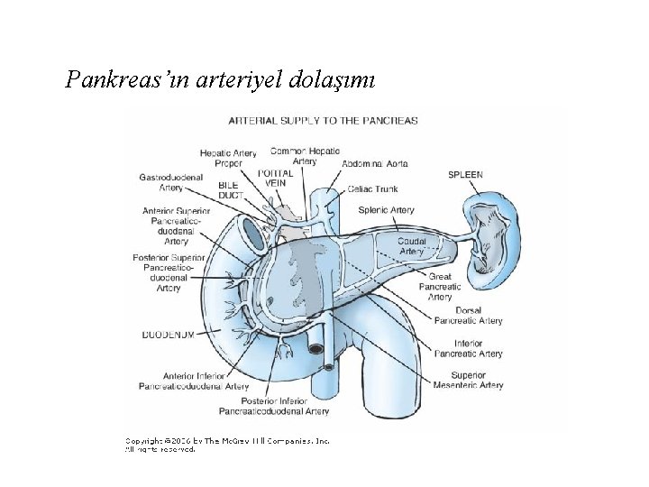 Pankreas’ın arteriyel dolaşımı 