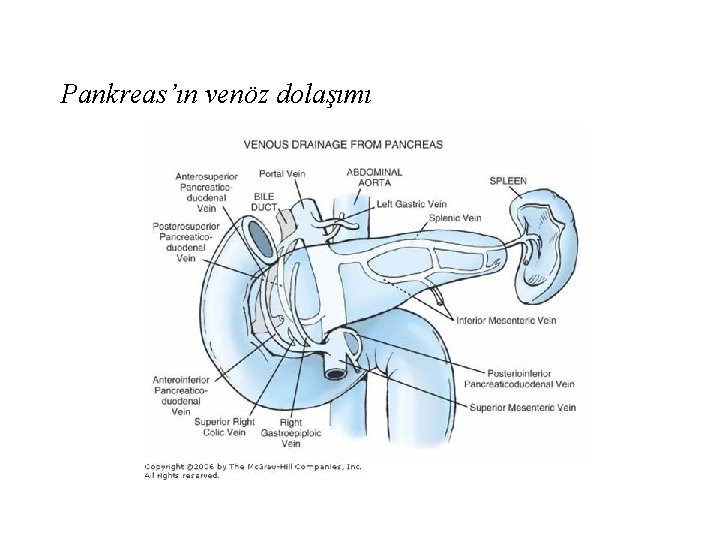 Pankreas’ın venöz dolaşımı 