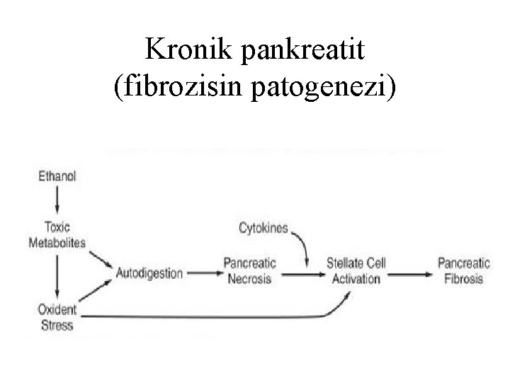 Kronik pankreatit (fibrozisin patogenezi) 