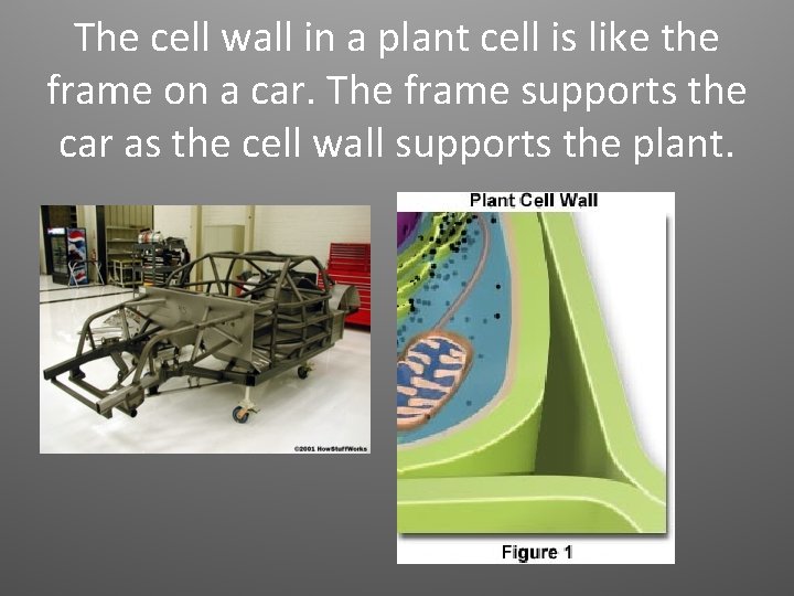 The cell wall in a plant cell is like the frame on a car.
