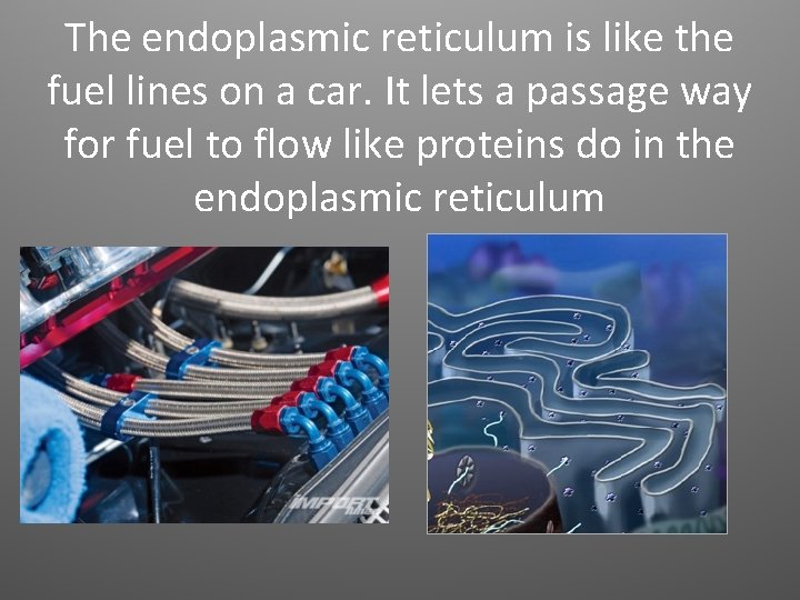 The endoplasmic reticulum is like the fuel lines on a car. It lets a
