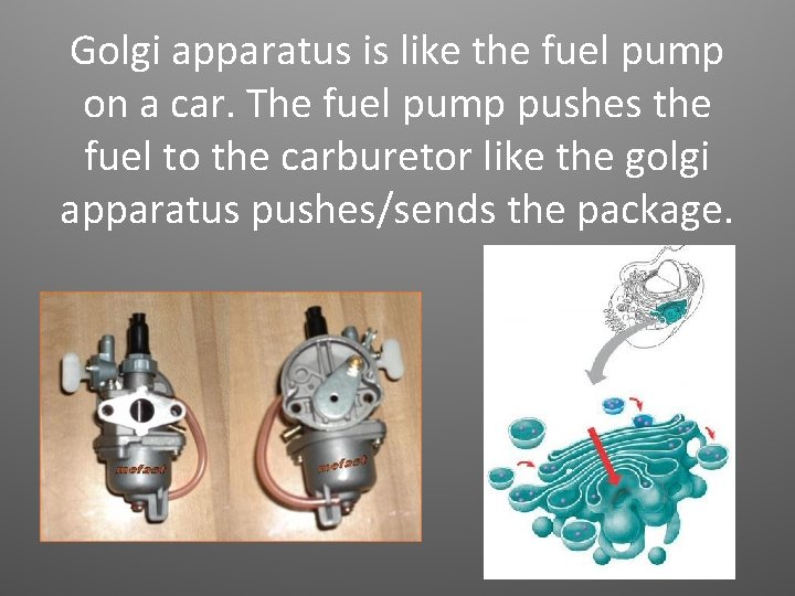 Golgi apparatus is like the fuel pump on a car. The fuel pump pushes