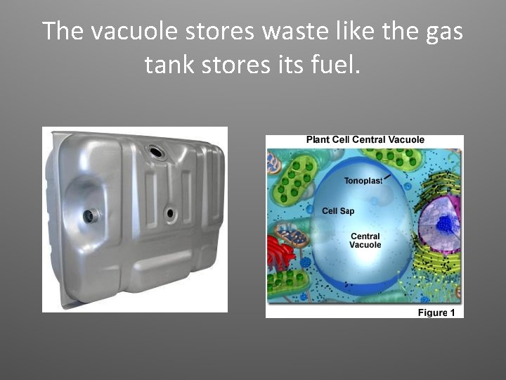 The vacuole stores waste like the gas tank stores its fuel. 
