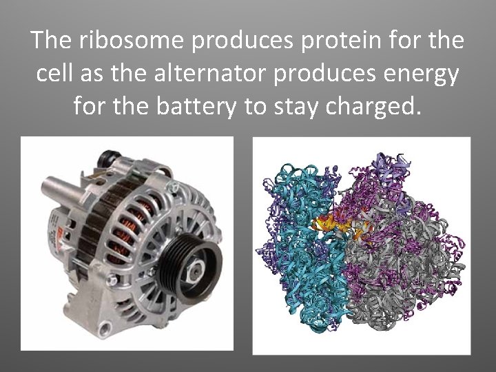 The ribosome produces protein for the cell as the alternator produces energy for the