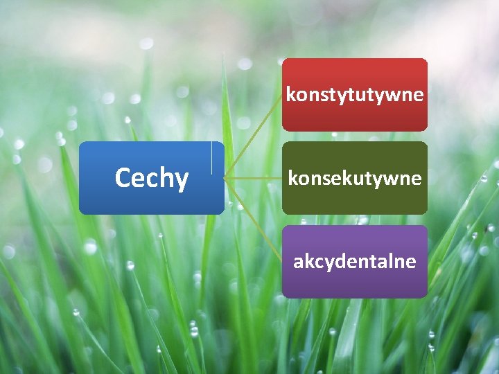 konstytutywne Cechy konsekutywne akcydentalne 