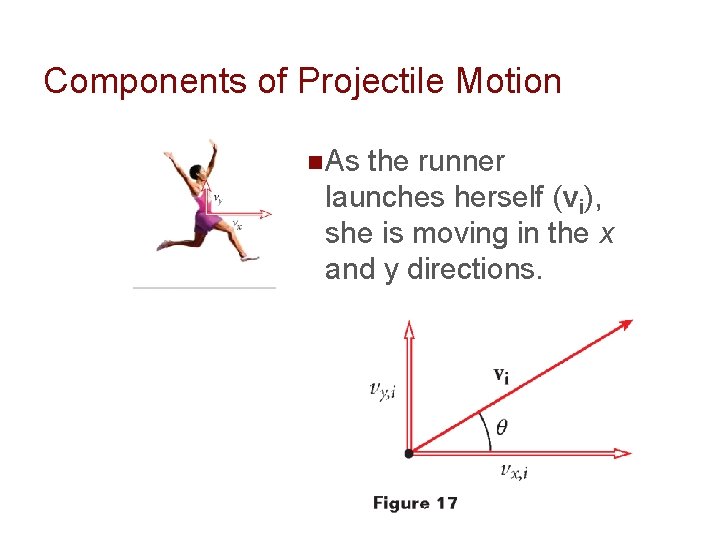 Components of Projectile Motion n As the runner launches herself (vi), she is moving