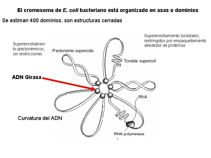 El cromosoma de E. coli bacteriano está organizado en asas o dominios Se estiman