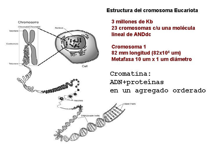 Estructura del cromosoma Eucariota 3 millones de Kb 23 cromosomas c/u una molécula lineal