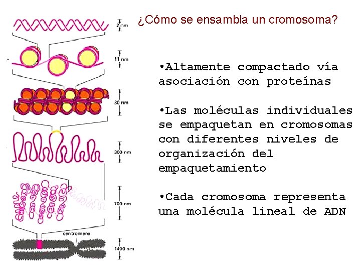 ¿Cómo se ensambla un cromosoma? • Altamente compactado vía asociación con proteínas • Las