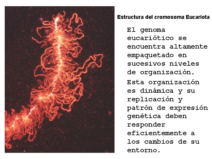 Estructura del cromosoma Eucariota El genoma eucariótico se encuentra altamente empaquetado en sucesivos niveles