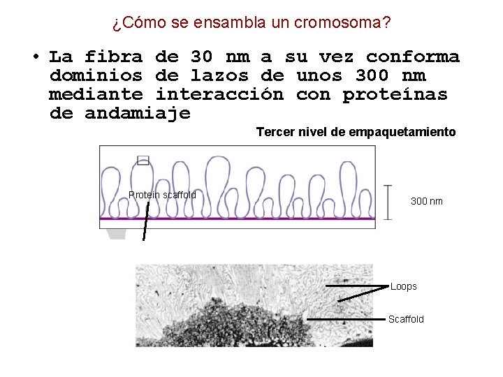 ¿Cómo se ensambla un cromosoma? • La fibra de 30 nm a su vez