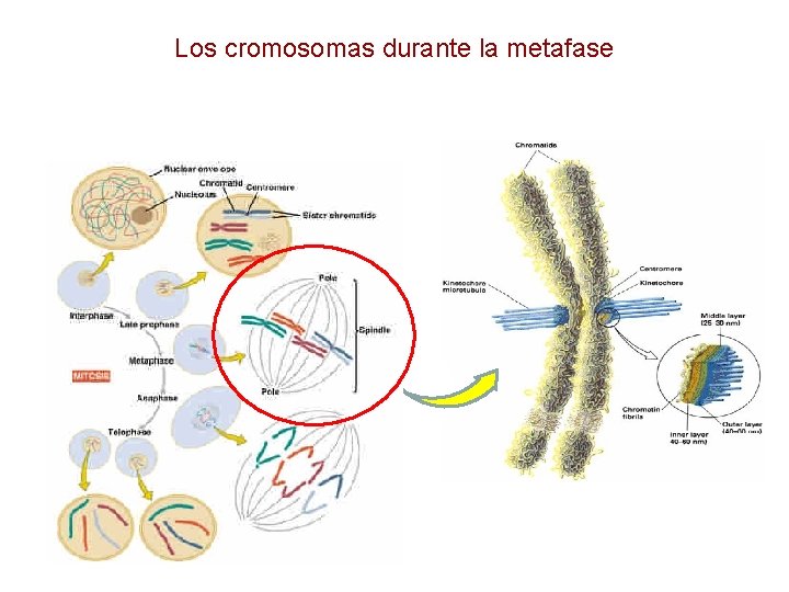 Los cromosomas durante la metafase 