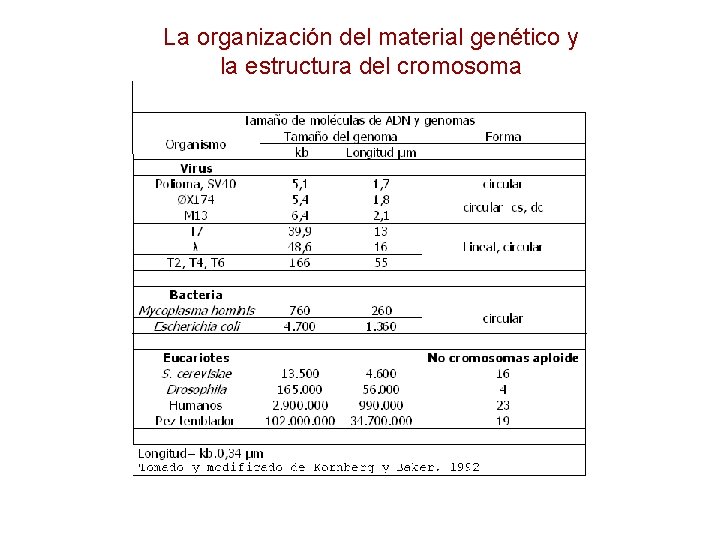 La organización del material genético y la estructura del cromosoma 