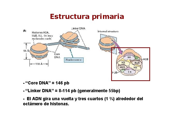 Estructura primaria - “Core DNA” = 146 pb - “Linker DNA” = 8 -114