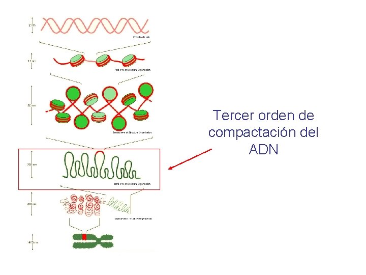 Tercer orden de compactación del ADN 