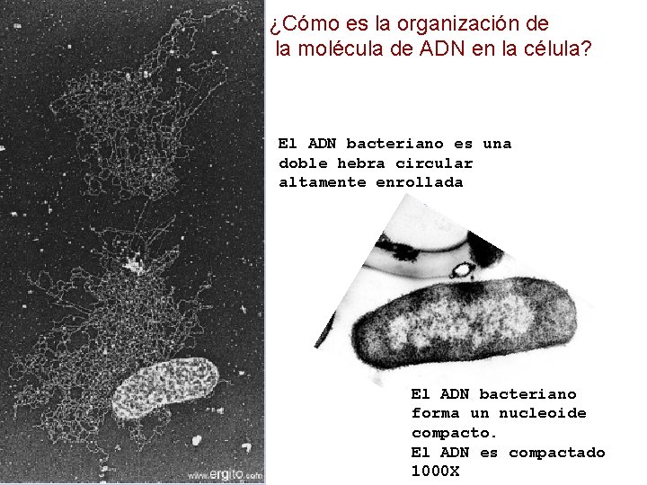 ¿Cómo es la organización de la molécula de ADN en la célula? El ADN