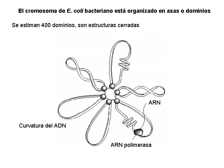 El cromosoma de E. coli bacteriano está organizado en asas o dominios Se estiman