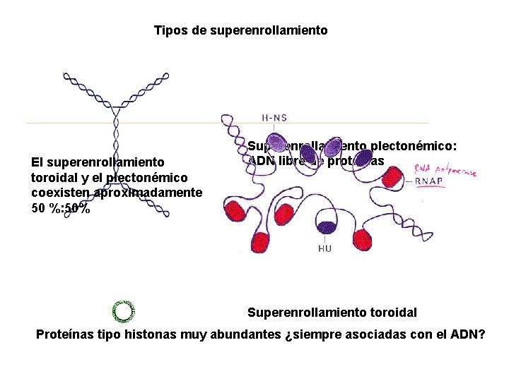 Tipos de superenrollamiento El superenrollamiento toroidal y el plectonémico coexisten aproximadamente 50 %: 50%