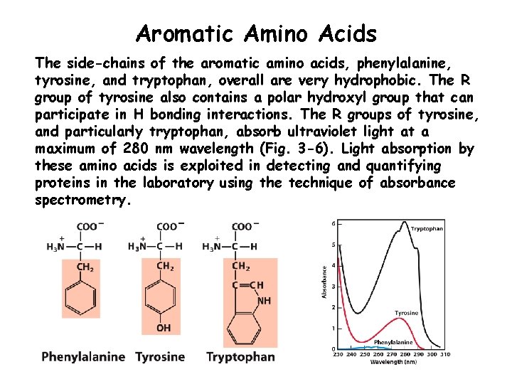 Aromatic Amino Acids The side-chains of the aromatic amino acids, phenylalanine, tyrosine, and tryptophan,