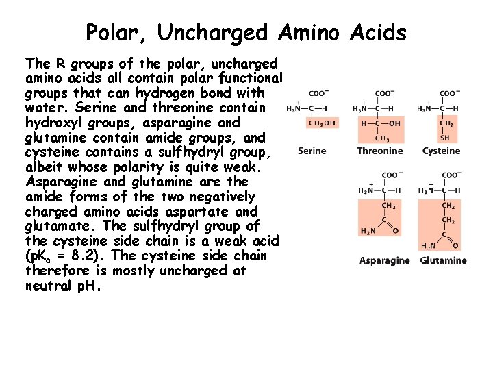 Polar, Uncharged Amino Acids The R groups of the polar, uncharged amino acids all