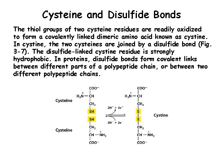 Cysteine and Disulfide Bonds The thiol groups of two cysteine residues are readily oxidized