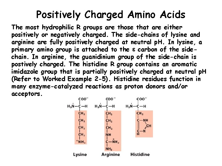 Positively Charged Amino Acids The most hydrophilic R groups are those that are either