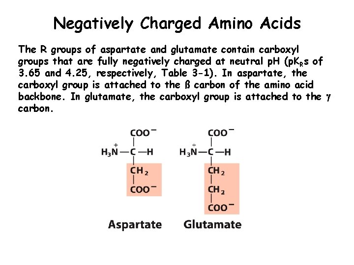 Negatively Charged Amino Acids The R groups of aspartate and glutamate contain carboxyl groups
