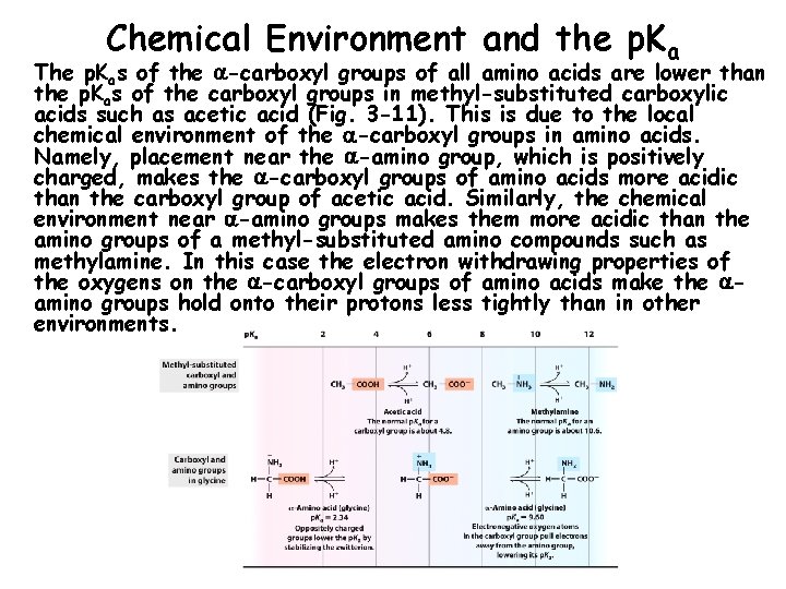 Chemical Environment and the p. Ka The p. Kas of the -carboxyl groups of