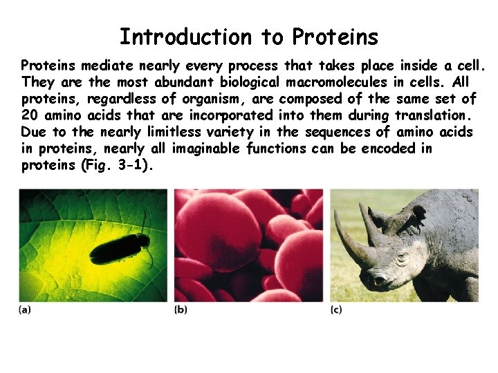 Introduction to Proteins mediate nearly every process that takes place inside a cell. They