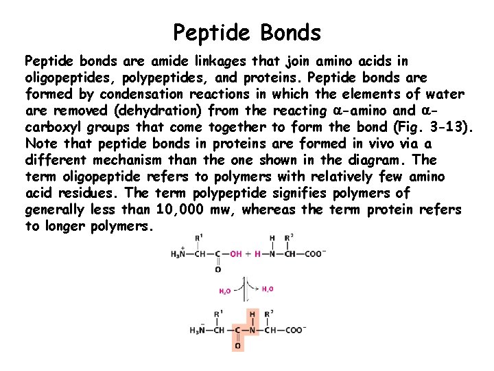 Peptide Bonds Peptide bonds are amide linkages that join amino acids in oligopeptides, polypeptides,