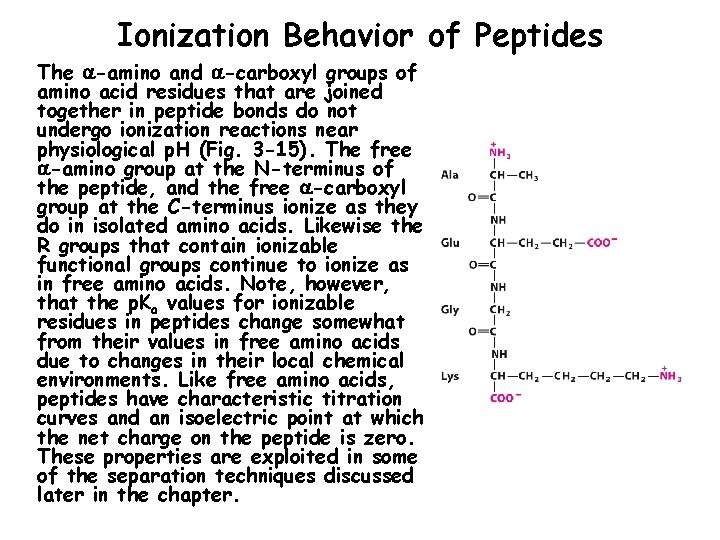 Ionization Behavior of Peptides The -amino and -carboxyl groups of amino acid residues that