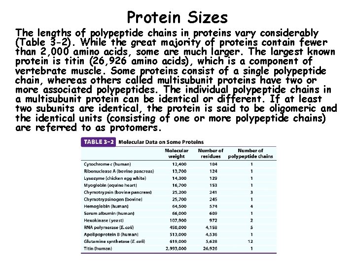Protein Sizes The lengths of polypeptide chains in proteins vary considerably (Table 3 -2).