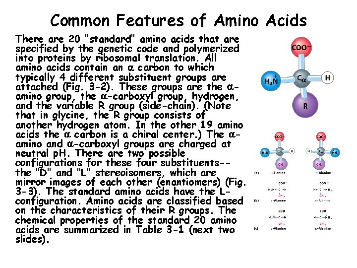 Common Features of Amino Acids There are 20 "standard" amino acids that are specified