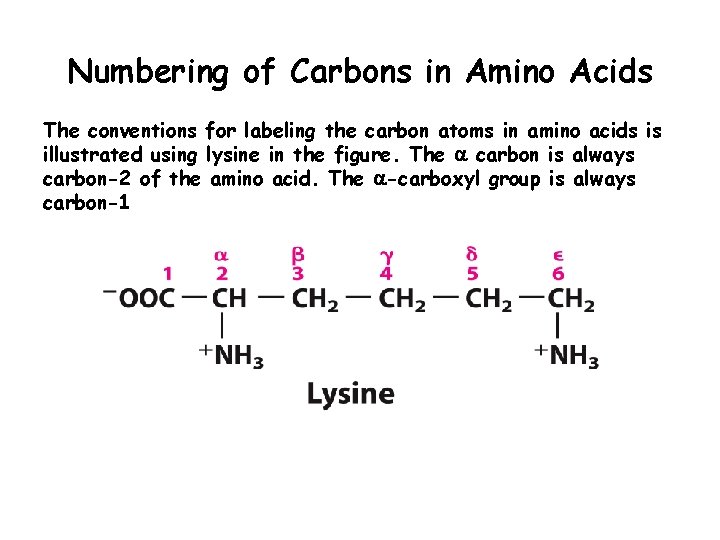 Numbering of Carbons in Amino Acids The conventions for labeling the carbon atoms in