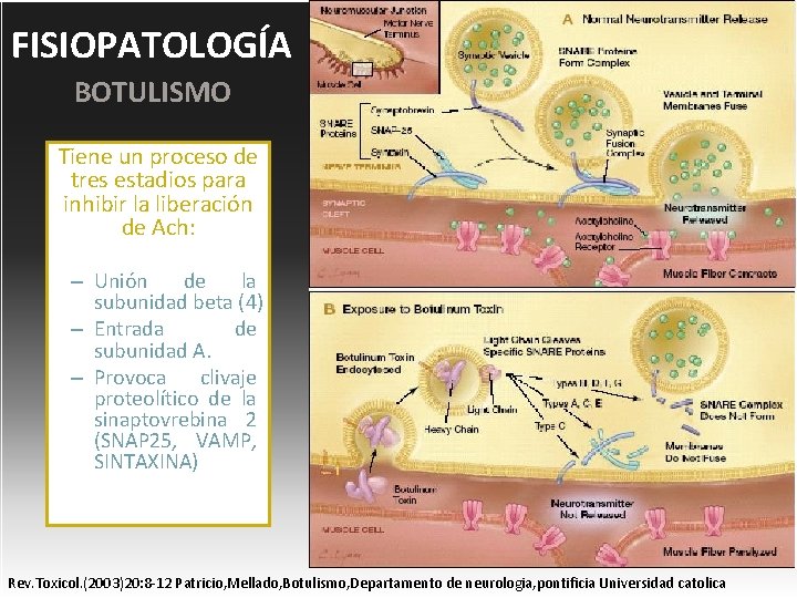 FISIOPATOLOGÍA BOTULISMO Tiene un proceso de tres estadios para inhibir la liberación de Ach: