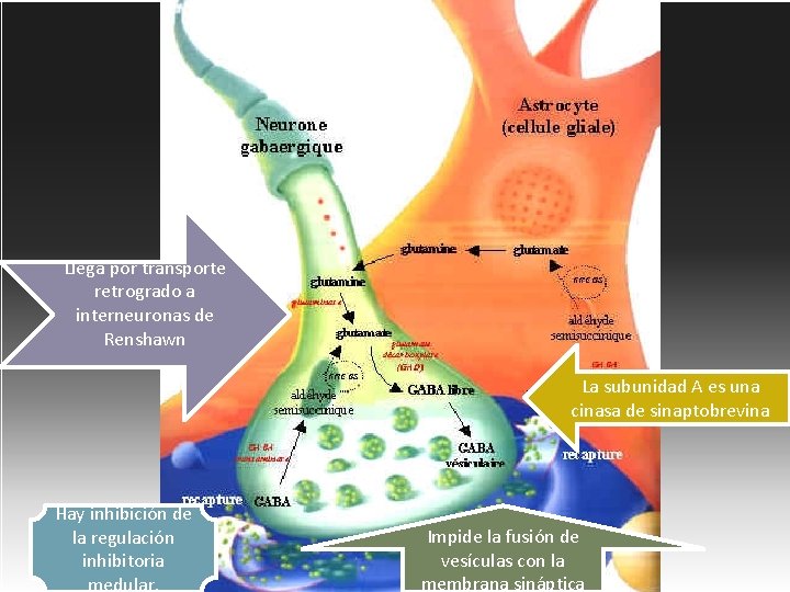Llega por transporte retrogrado a interneuronas de Renshawn La subunidad A es una cinasa