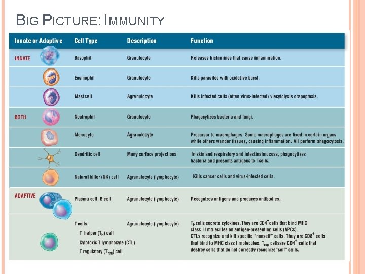 BIG PICTURE: IMMUNITY 10 