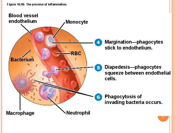 Figure 16. 9 b The process of inflammation. Blood vessel endothelium Monocyte Margination—phagocytes stick