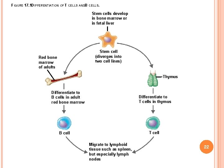 FIGURE 17. 1 DIFFERENTIATION OF T CELLS ANDB CELLS. Stem cells develop in bone