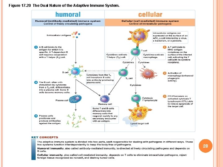 Figure 17. 20 The Dual Nature of the Adaptive Immune System. 28 