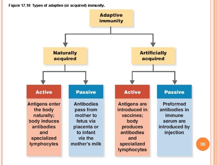 Figure 17. 18 Types of adaptive (or acquired) immunity. 30 