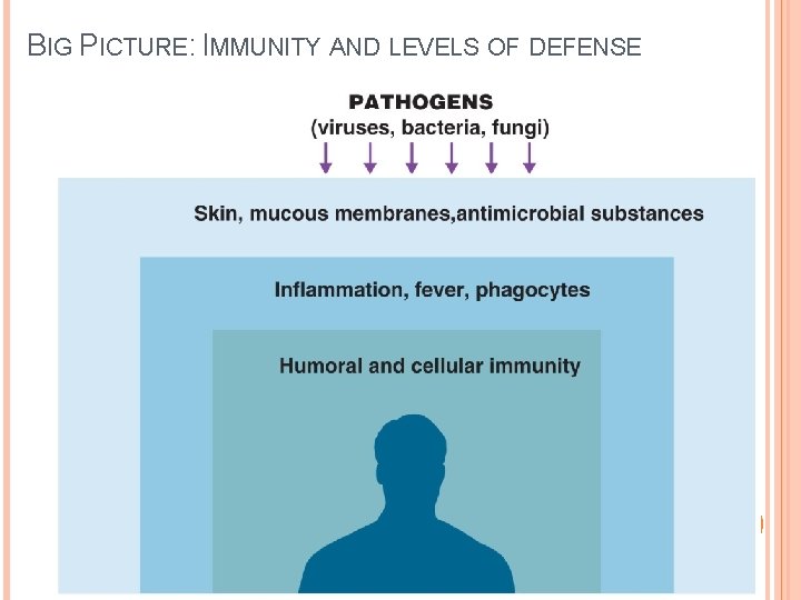 BIG PICTURE: IMMUNITY AND LEVELS OF DEFENSE 4 