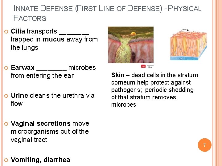 INNATE DEFENSE (FIRST LINE OF DEFENSE) - PHYSICAL FACTORS Cilia transports ____ trapped in