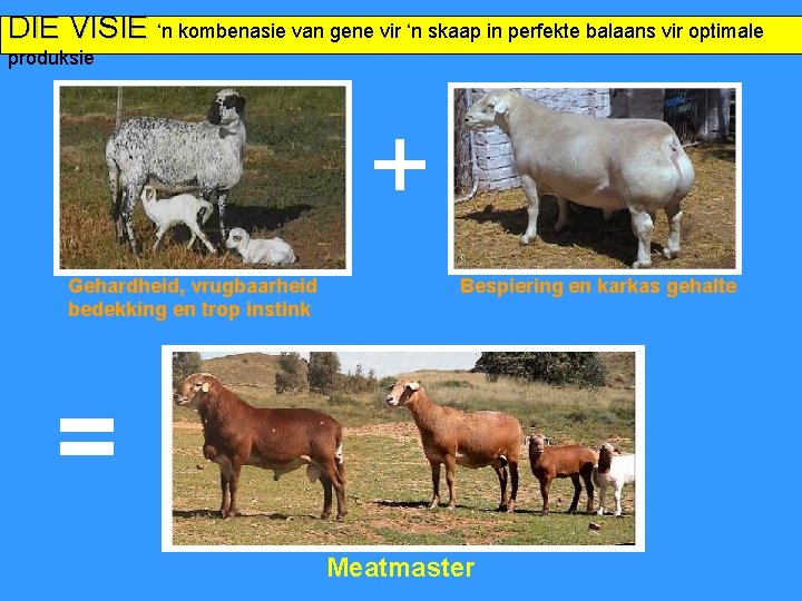 DIE VISIE ‘n kombenasie van gene vir ‘n skaap in perfekte balaans vir optimale