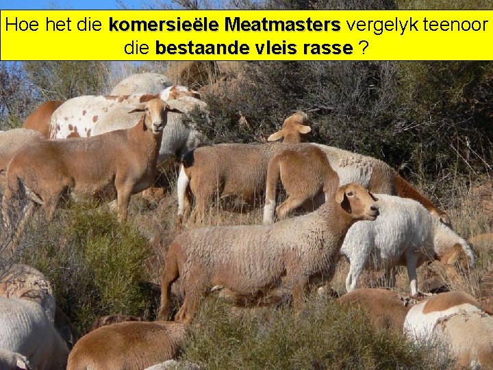 Hoe het die komersieële Meatmasters vergelyk teenoor die bestaande vleis rasse ? 