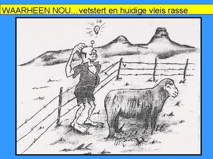 WAARHEEN NOU…vetstert en huidige vleis rasse 